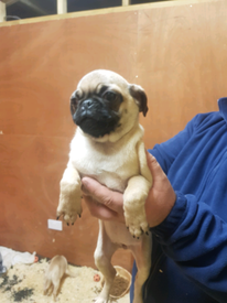 pugs for sale east midlands